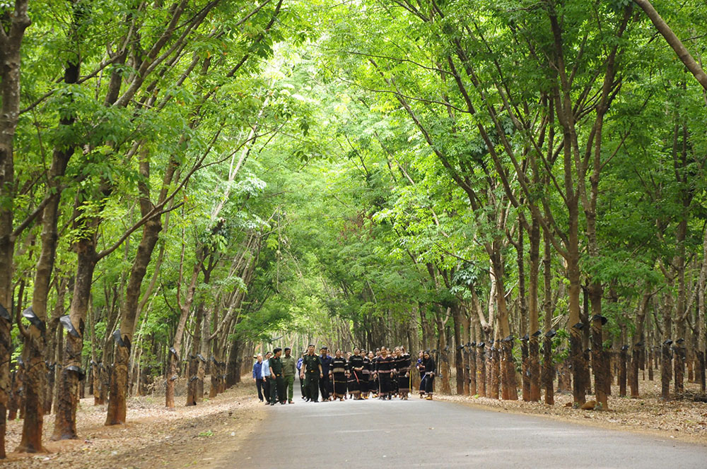 Trồng, Khai thác cây Cao su