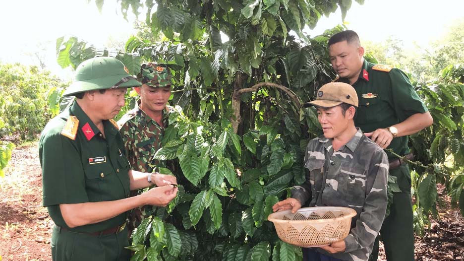 Trồng, chăm sóc cây Cà phê